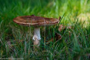 Graue Wulstling (Amanita spissa), also vielleicht 