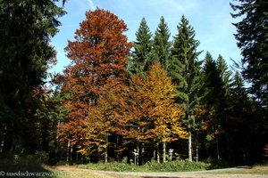 Abzweig zwischen Fohrenmooshütte und Sonnenmattmoos