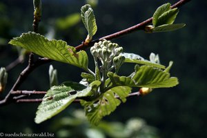 Mehlbeere kurz vor der Blüte