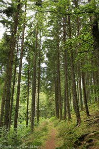 Wanderweg zur Ruine Steinegg