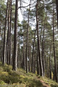 Kiefernwald bei Vorder-Sand