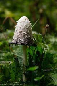 Schopftintling (Coprinus comatus)