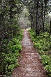 Weg zum Tiefenhäuserner Moor