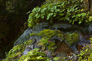 Mit Moos bedeckte Kaskade des Sankenbach-Wasserfalls
