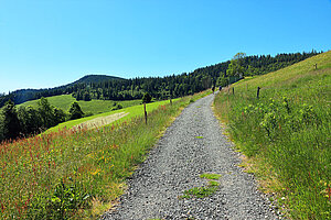 Die ersten Meter auf dem Belchensteig