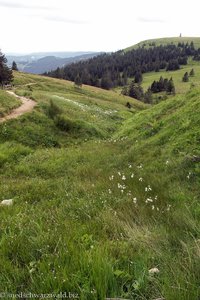 Blick in ein versumpftes Tal am Feldberg
