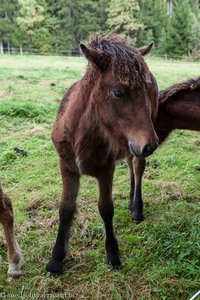 Fohlen am Wegesrand