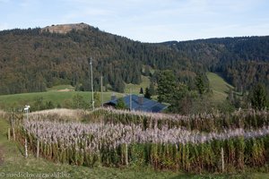 Weidenröschen oberhalb der Krunkelbachhütte