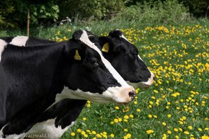 zwei Rindviecher am Schinkenweg von Höchenschwand