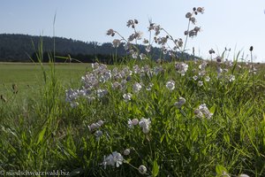 Taubenkropf-Leimkraut (Silene vulgaris)