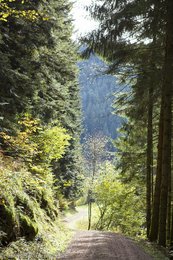 Wanderweg durch das Vogelbachtal bei Gutach