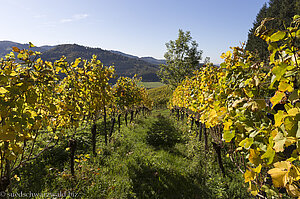 Weinreben am Wissereck