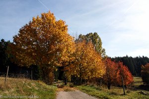 Herbstlandschaft im Hotzenwald