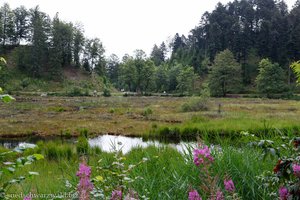 Blick über die Moorinsel und den Nonnenmattweiher