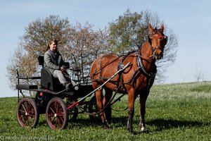 Zuchtstute Sally mit Kutscherin Inge