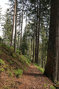 der Seensteig beim Ellbachsee