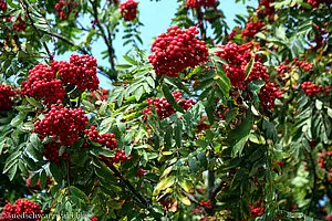 Früchte der Eberesche (Sorbus aucuparia)