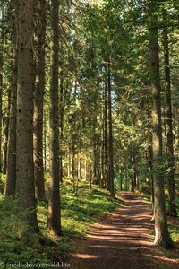 Waldweg von der Bankenhöhe zum Titisee