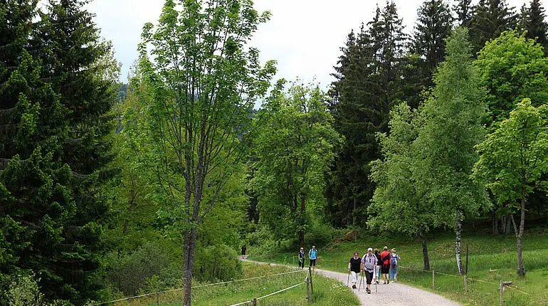 Schluchsee-Seeweg