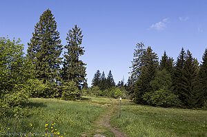 Wanderweg auf dem Schliffkopf