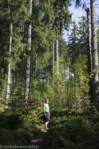 Wandern auf dem Hochschwarzwälder Hirtenpfad