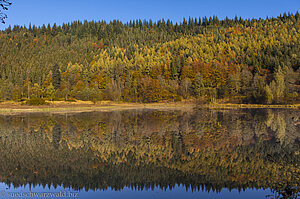 Spiegelung im Sankenbachsee