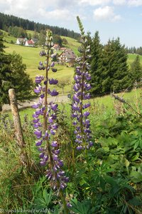 Wildlupine, (Lupinus angustifolius)