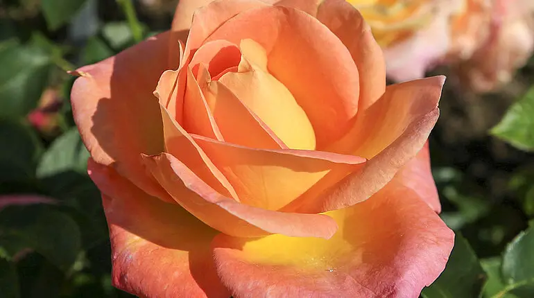 Rosensorte Inspiration