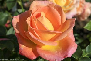 Rosensorte Inspiration