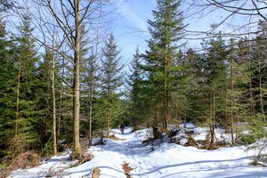 Höchenschwander Felsenweg im Winter