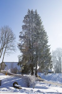 Winterstimmung bei Rothaus