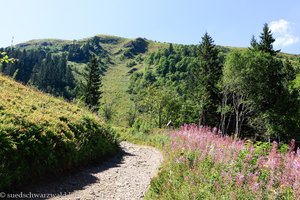 Wanderweg von der Zastler Hütte auf den Feldberg