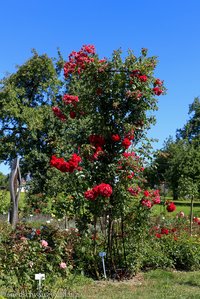 Kletterrose in Nöggenschwiel