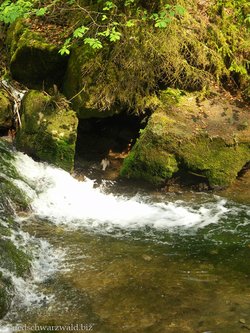 Wasseramsel im Anflug auf ihren Nistplatz