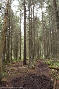 mit Wurzeln überzogener Abschnitt auf dem Schluchseer Jägersteig