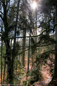 Mystische Stimmung auf dem Höchenschwander Felsenweg