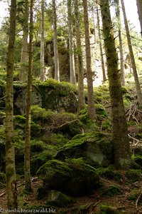 Felsen mit Moos