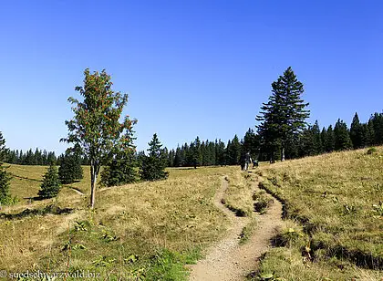 Genießerpfad Feldbergsteig