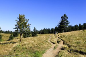 Feldbergsteig im Hochschwarzwald