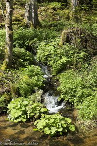 Kleiner Zufluss in die Mettma