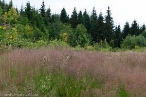 Wiese auf dem Dürsberg