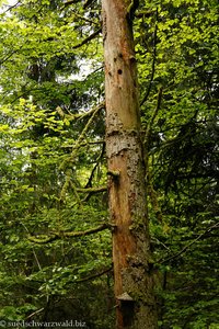 Baum mit Spechthöhle im Albtal