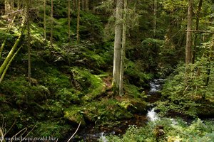 Von Farn und Moos gesäumte Murg