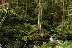 Von Farn und Moos gesäumte Murg