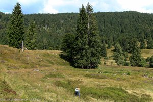 Blick über das Moor der Menzenschwander Klause