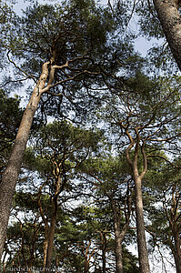 Kiefernwald an der Murgleiter