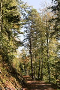 Ehrenmal oberhalb Triberg