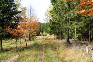 Wanderweg zwischen Yacher Höhe und Tafelbühl