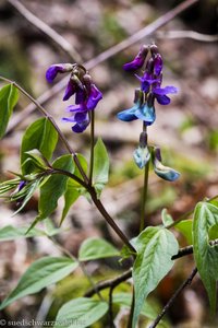 Frühlings-Platterbse (Lathyrus vernus)