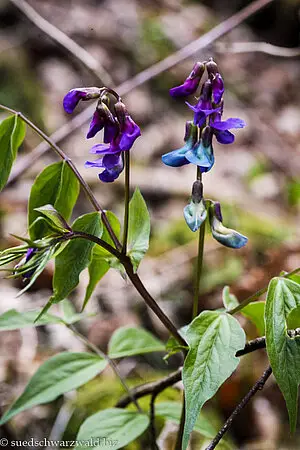 Frühlings-Platterbse (Lathyrus vernus)